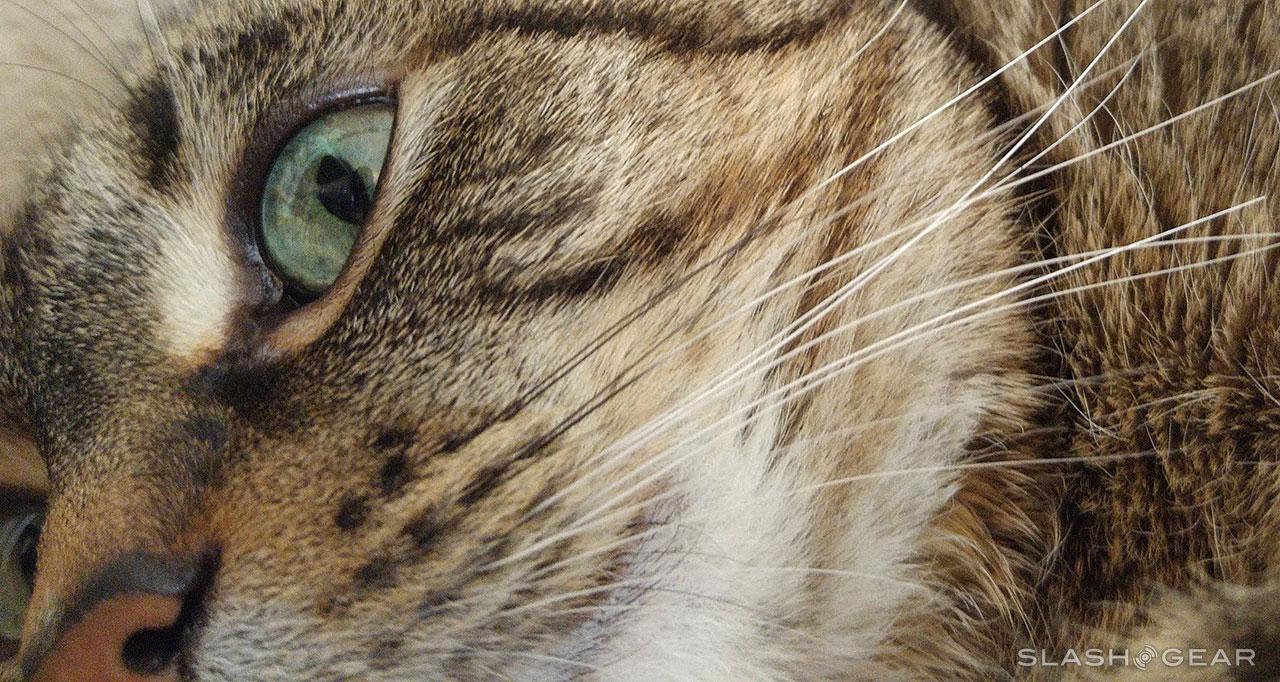 Study shows why goat eyes have horizontal pupils - SlashGear
