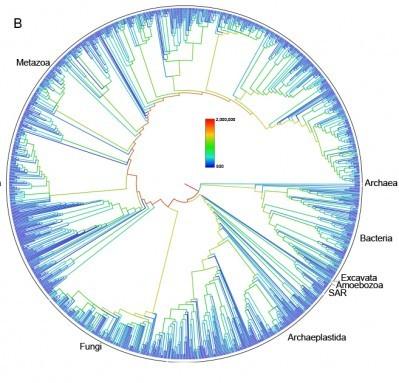 Circular Tree of Life is Wiki for all evolutionary history - SlashGear