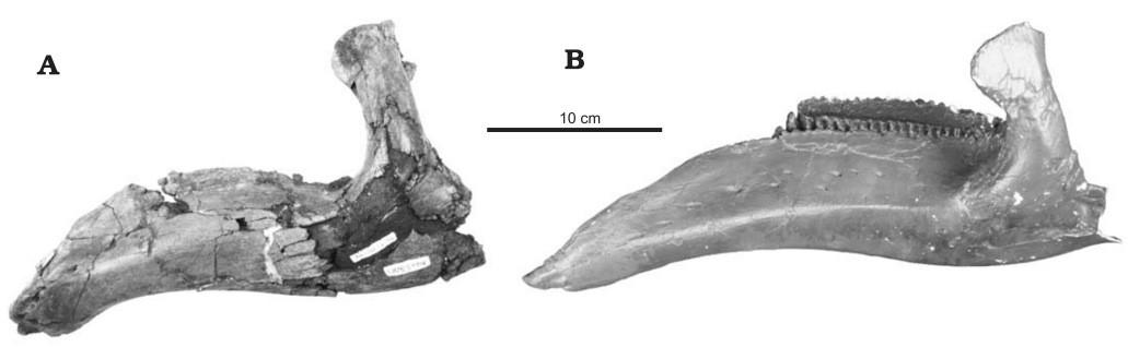 jaw