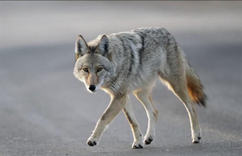 Millions of 'coywolf' coyotewolf hybrids live in North America SlashGear
