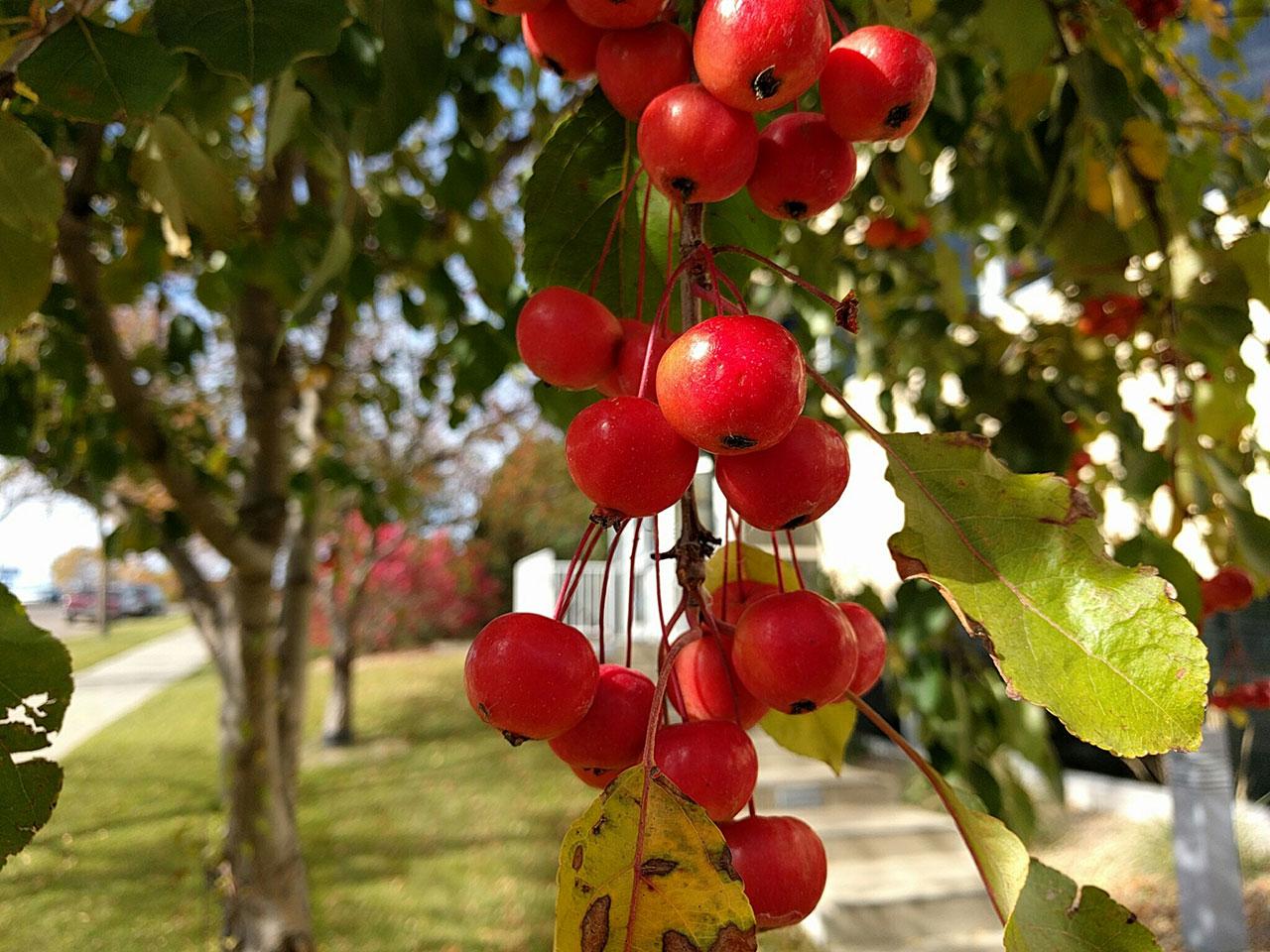 nexus6p_berries
