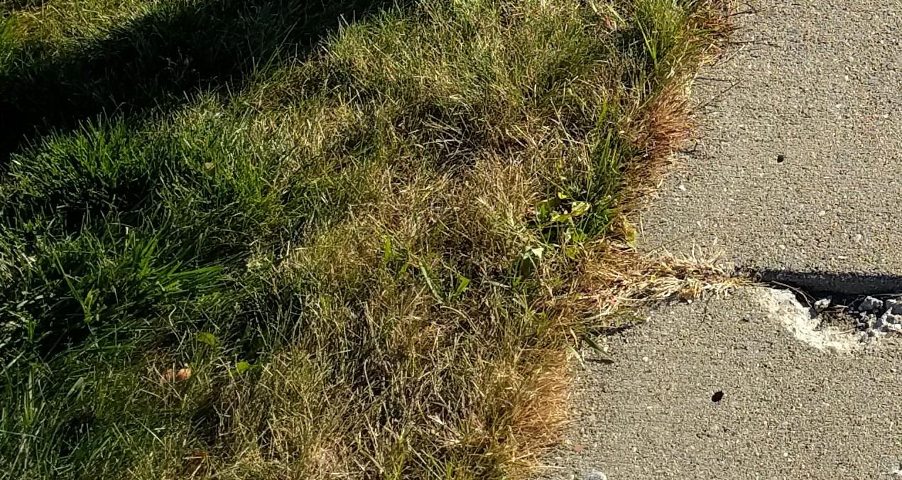 nexus6p_grass_zoom