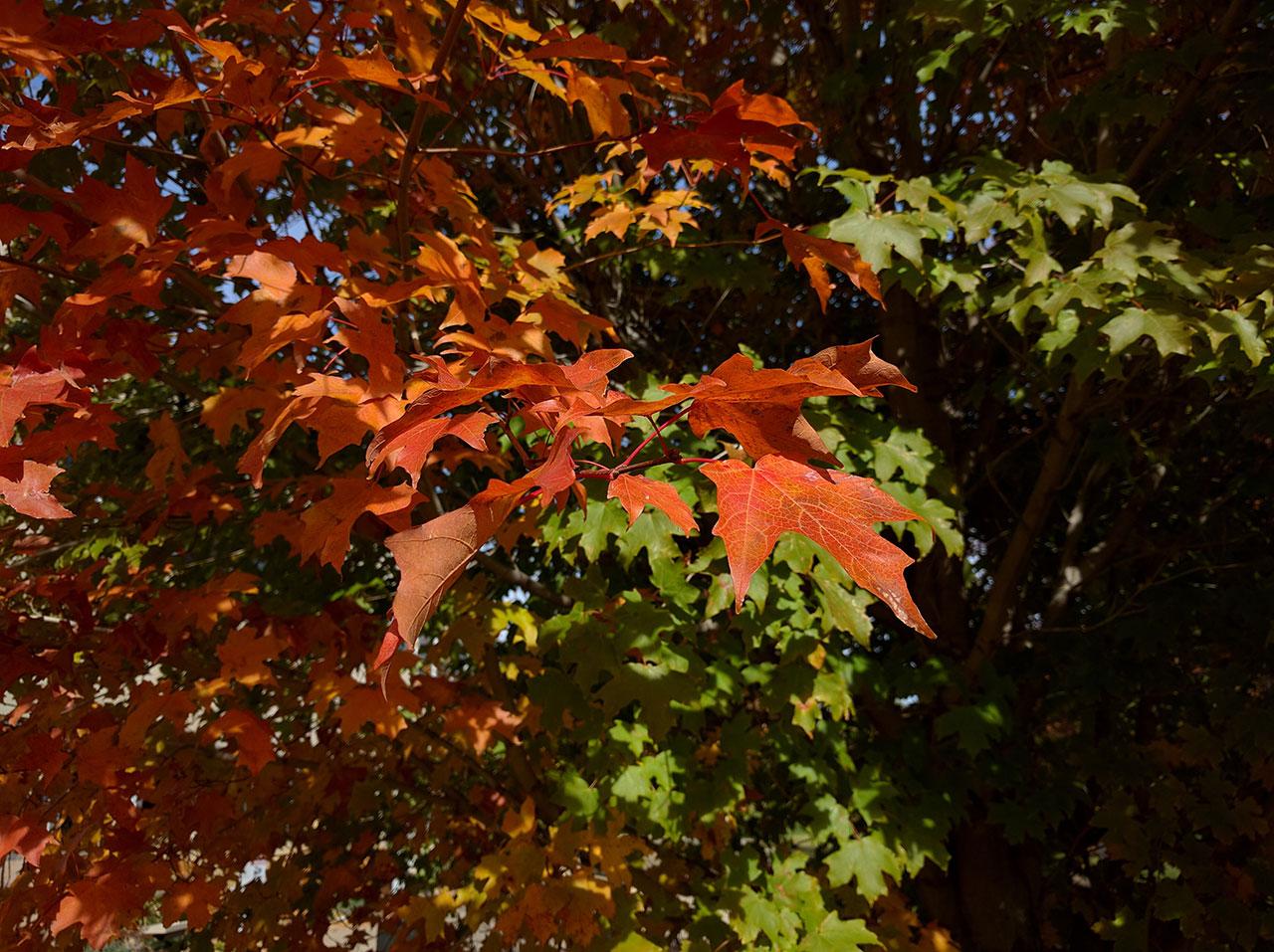 nexus6p_leaves