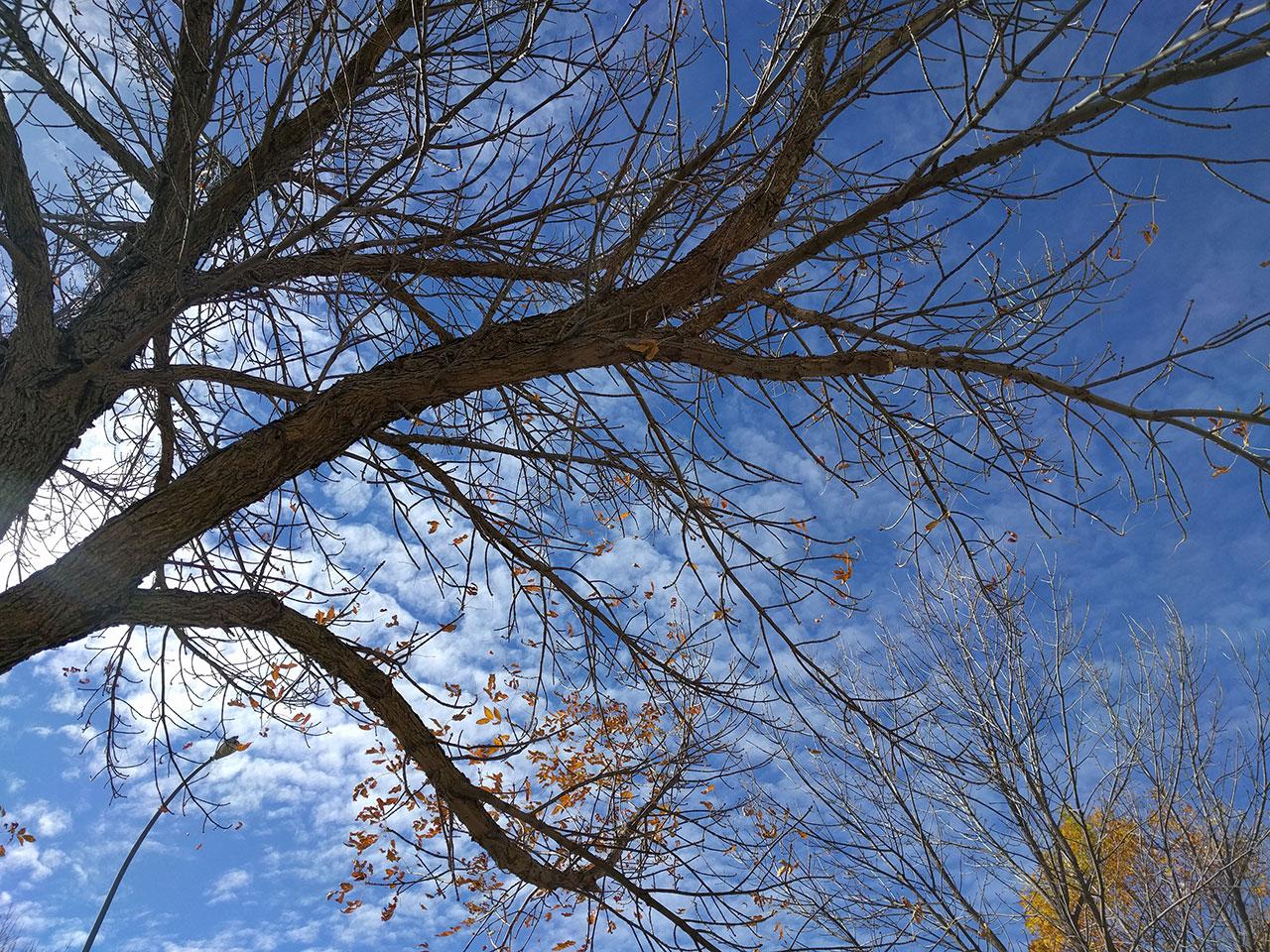 nexus6p_tree