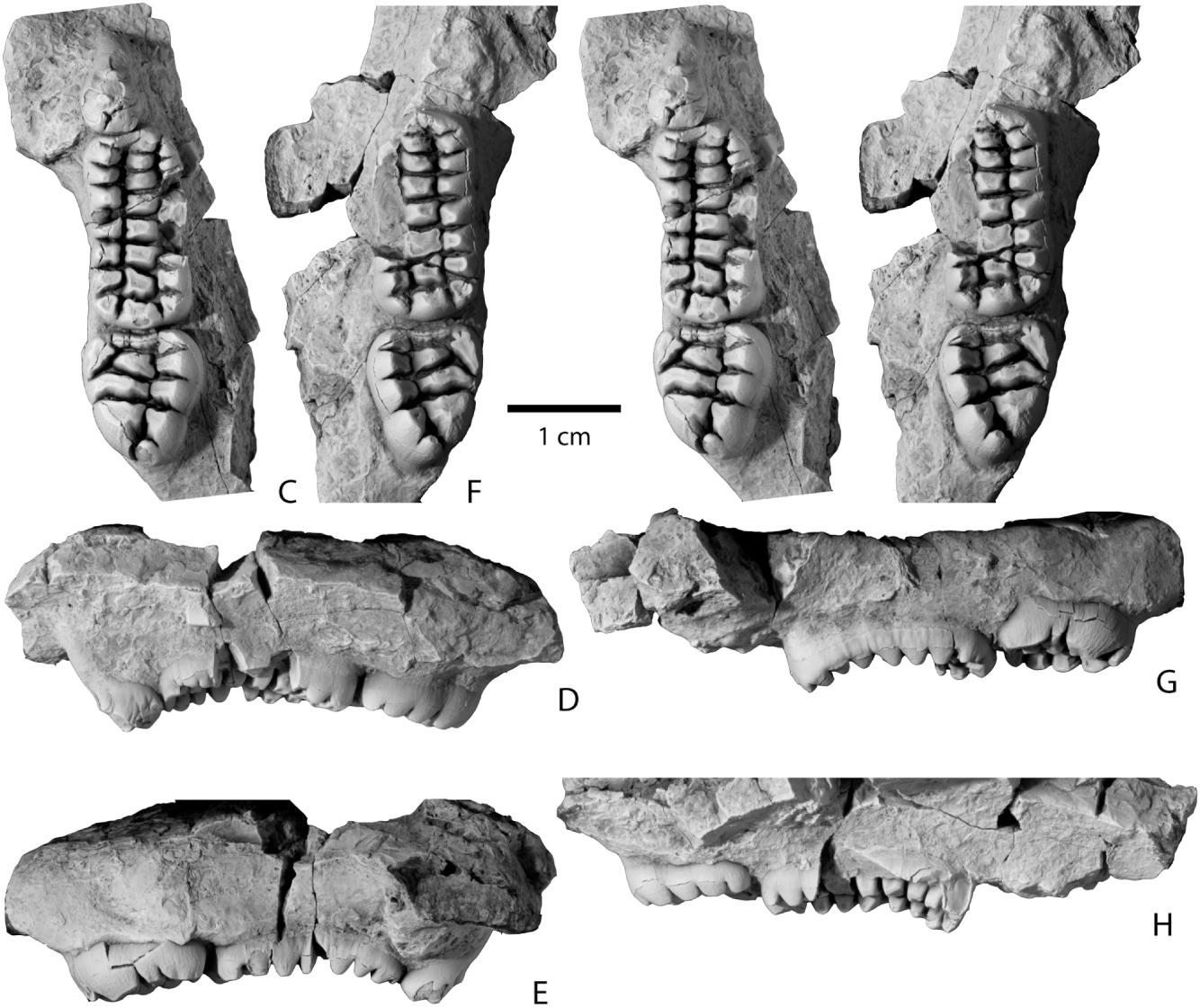 teeth