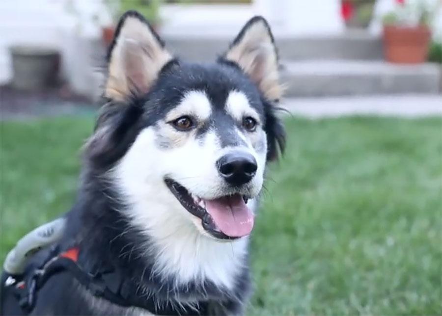 Derby the Dog gets new prosthetics SlashGear