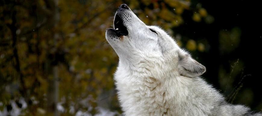 The language of wolves: study finds howling 'dialects' - SlashGear