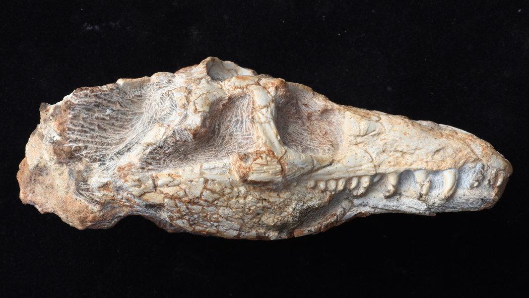 New reptile species discovered with 250 million year old fossil