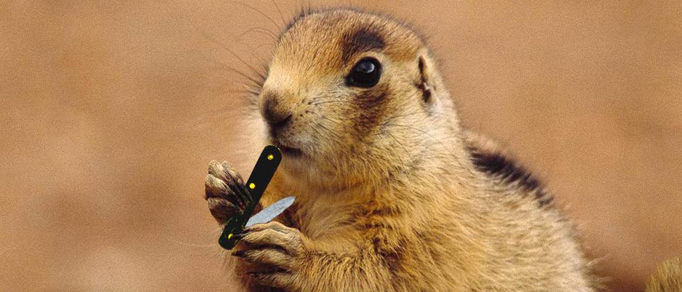 Study Prairie Dogs Are Fluffy Little Serial Squirrel Killers Slashgear