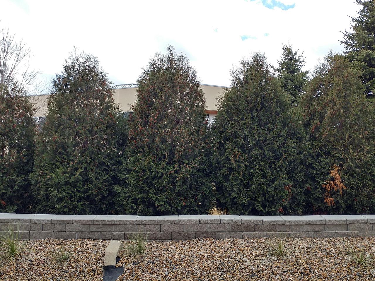 trees_lgg5