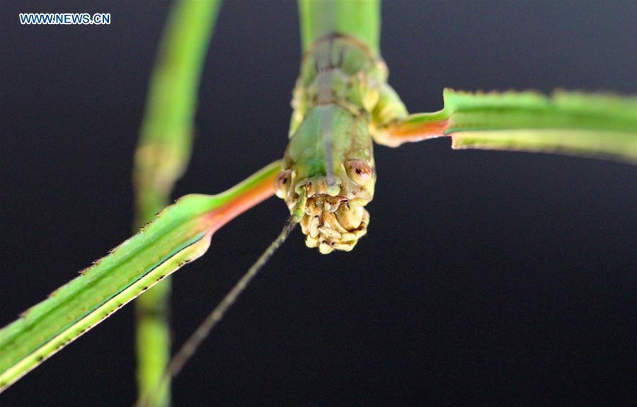 Newly discovered stick insect is world's longest at over half a meter ...