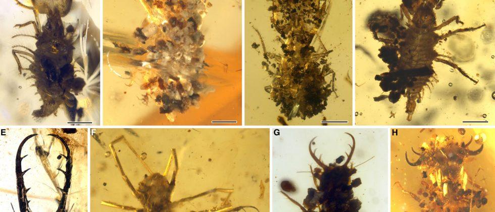 Ancient, disguised insects discovered in amber fossils