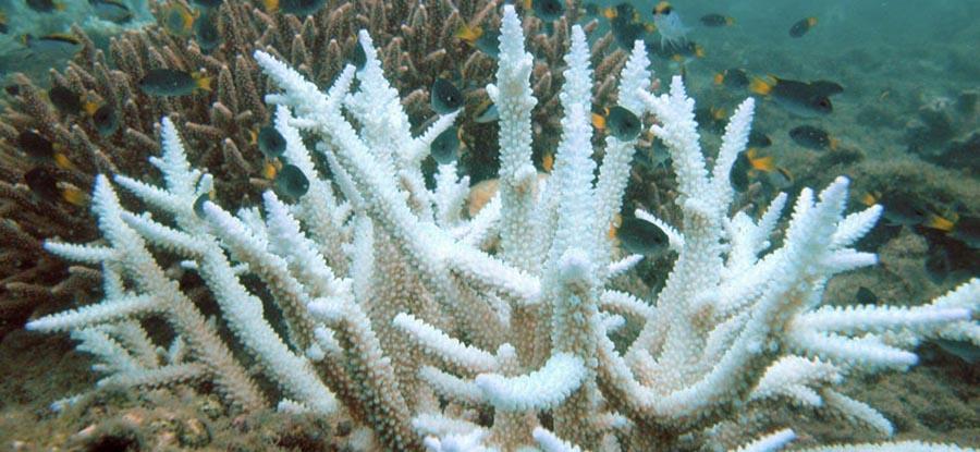 NOAA coral reef bleaching update: “no signs of stopping”