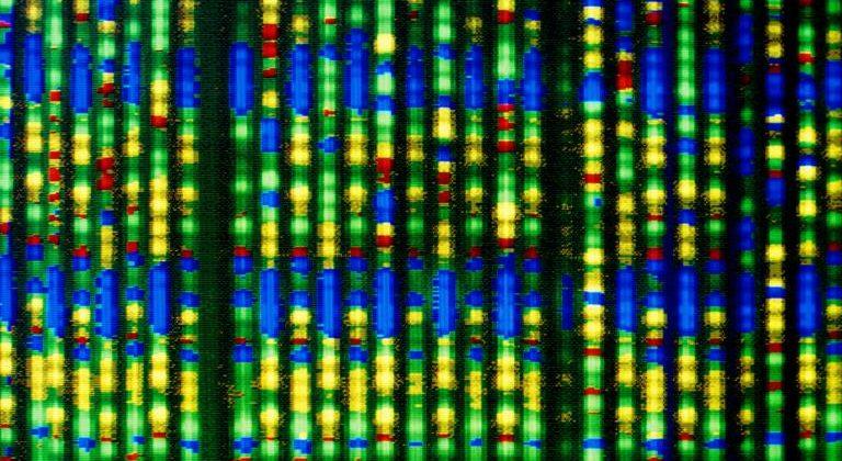 Synthetic Human Genome Project May Lead To Lab grown Transplantable 