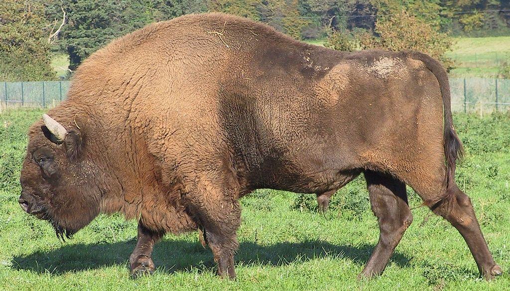 European bison origins mystery solved: a hybrid species identified