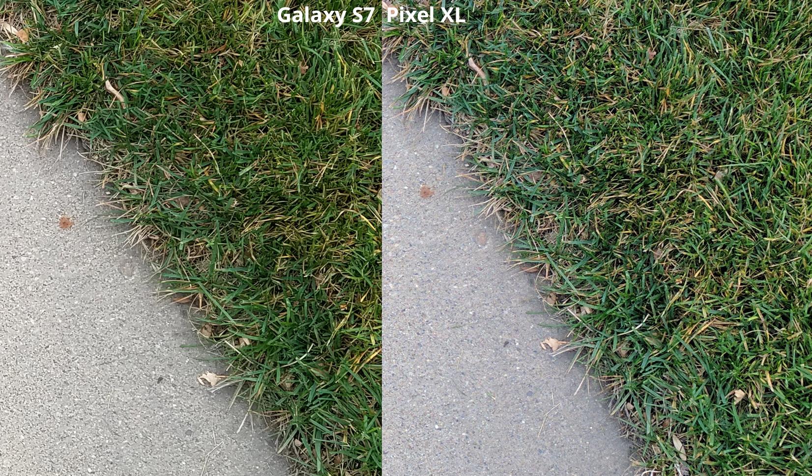 grass