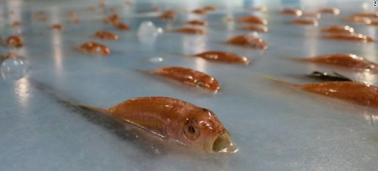 fishface