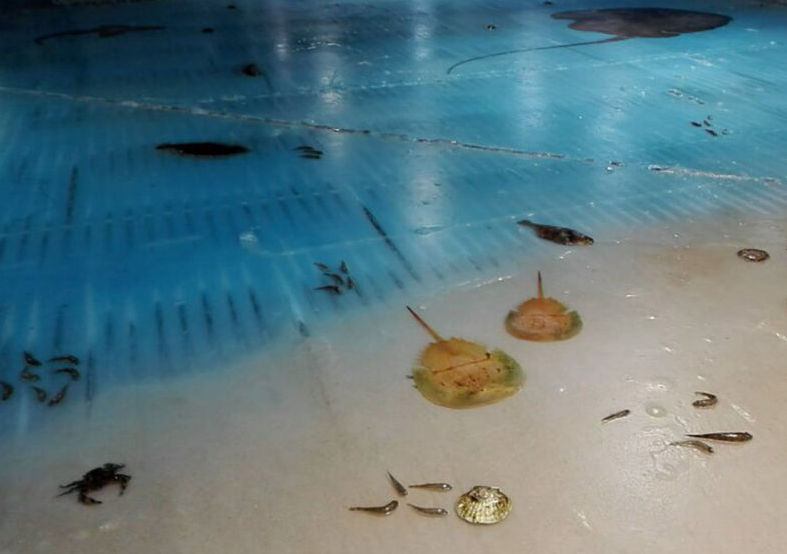 5,000 Dead fish frozen in ice skating rink in Japan's "Space World" - SlashGear