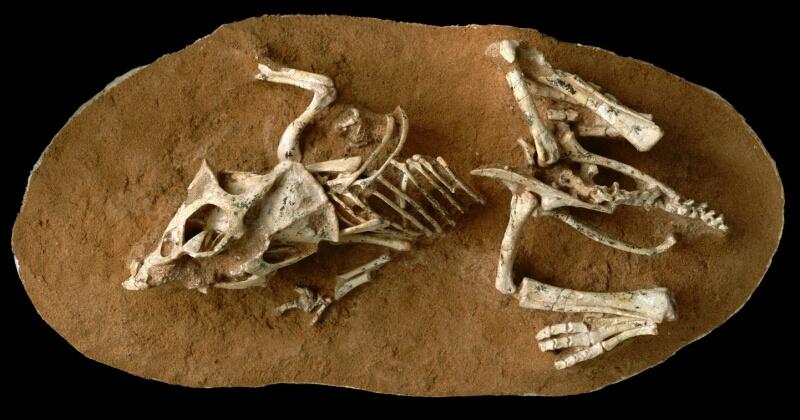 dinosaur egg with embryo