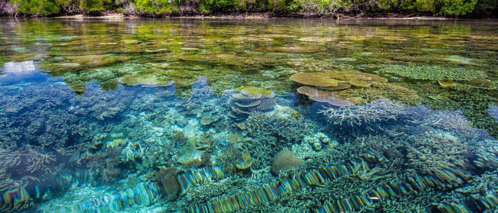 Climate change may destroy US coral reefs in just 20-30 years