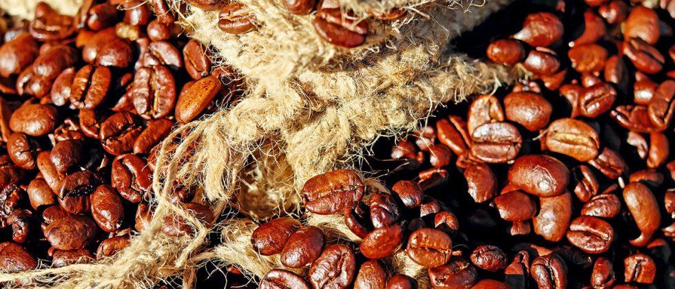 Ethiopia’s coffee farms must move to survive climate change