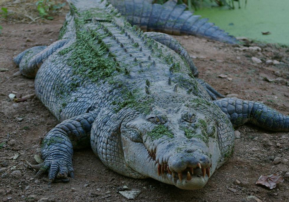 Ancient giant crocodile  had long serrated dino teeth 