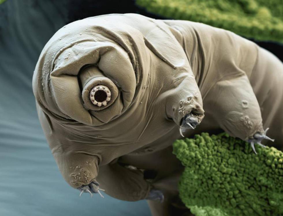 research on water bears