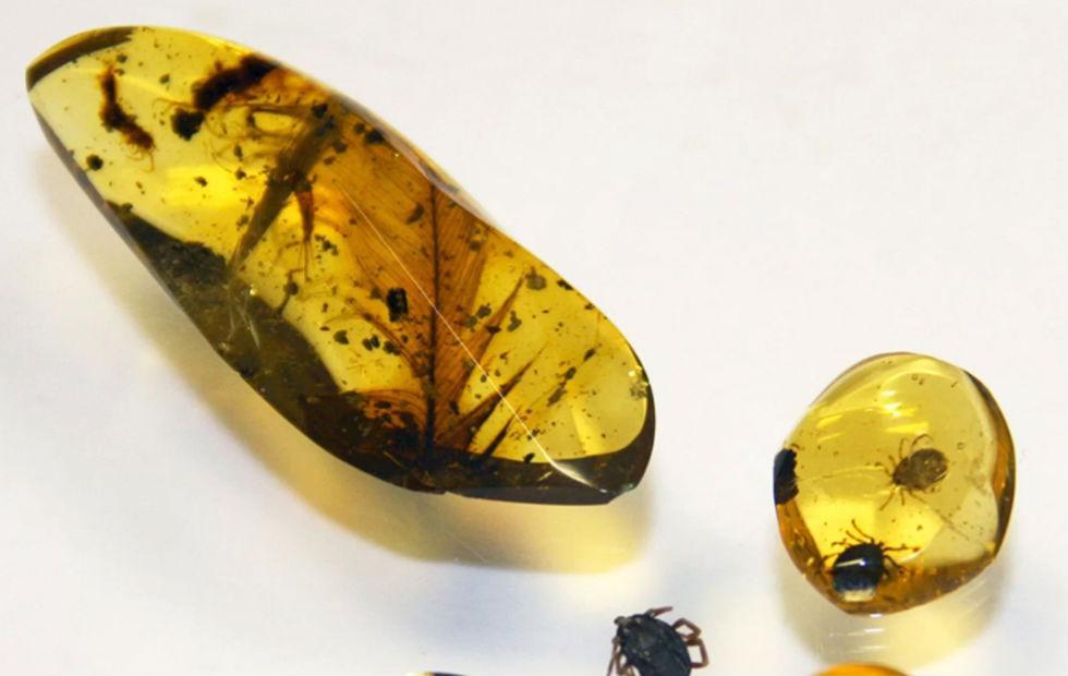 amber preserved dinosaur