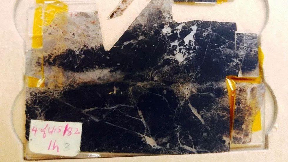 the first fossil ever found