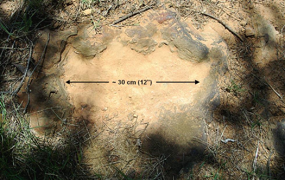 dinosaur print found