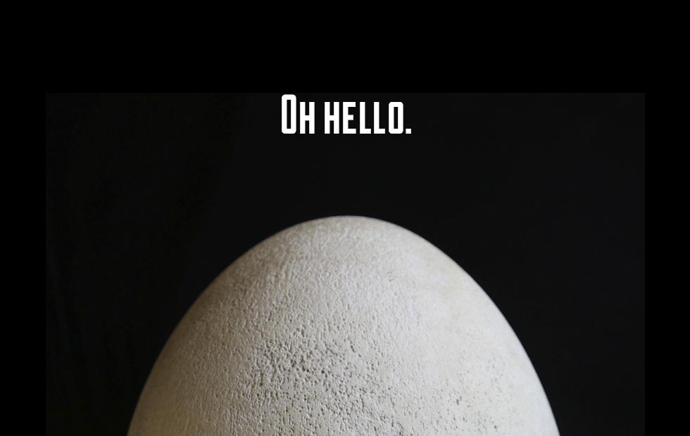 Extinct bird’s big ol’ egg discovered in museum storage