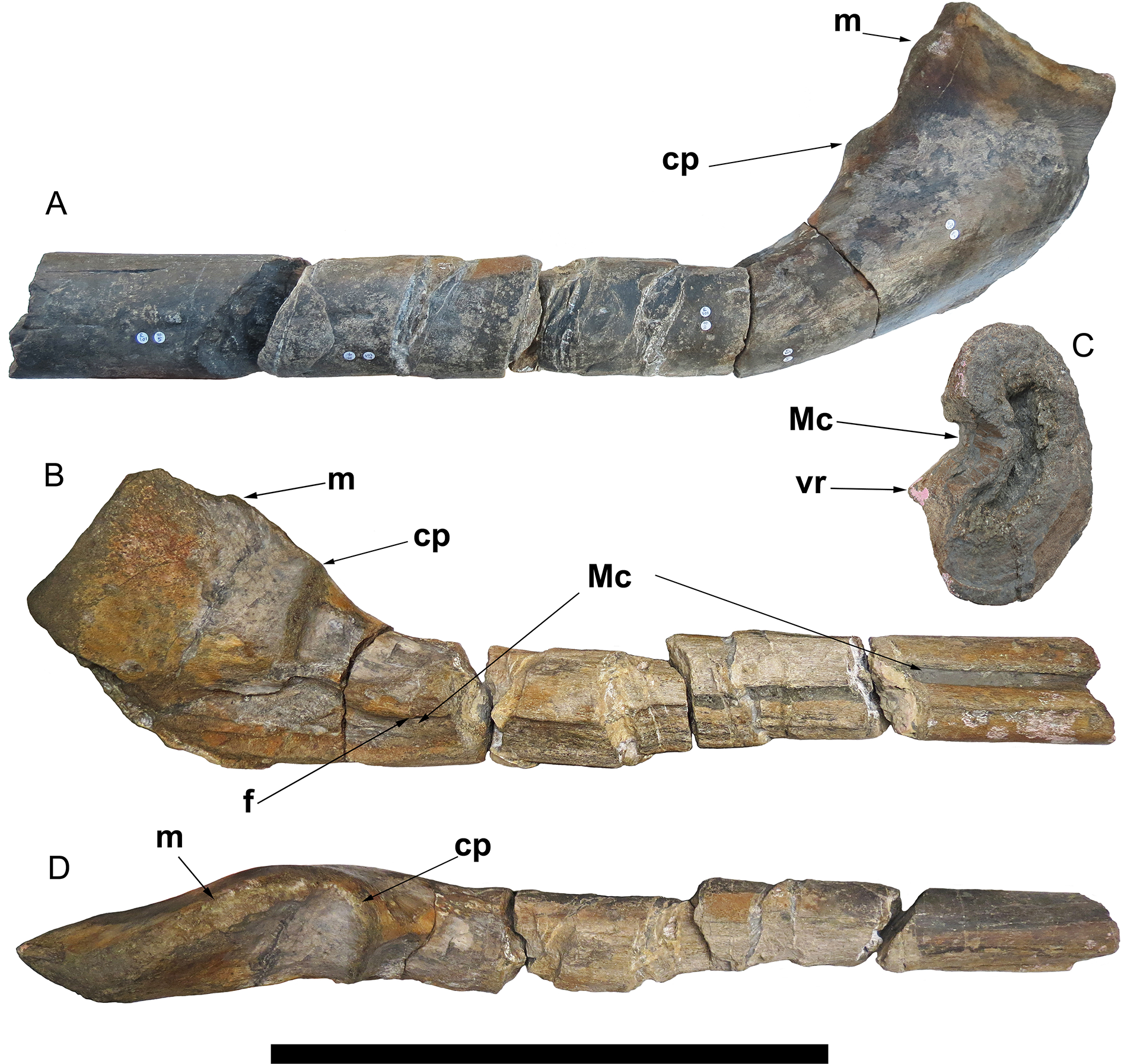 biggest marine reptile
