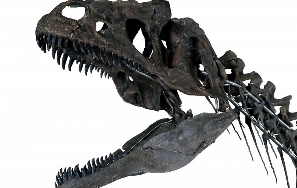 That mystery dinosaur sold at the Eiffel Tower