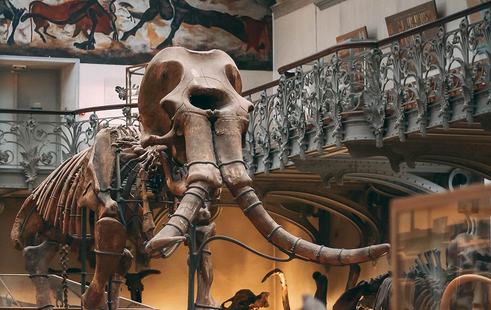 Construction workers find mammoth fossil in Cape Coral, Florida SlashGear