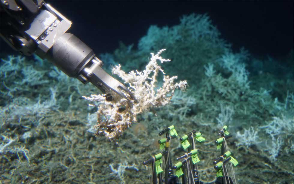 Massive coral reef discovered 160-miles off the coast of South Carolina