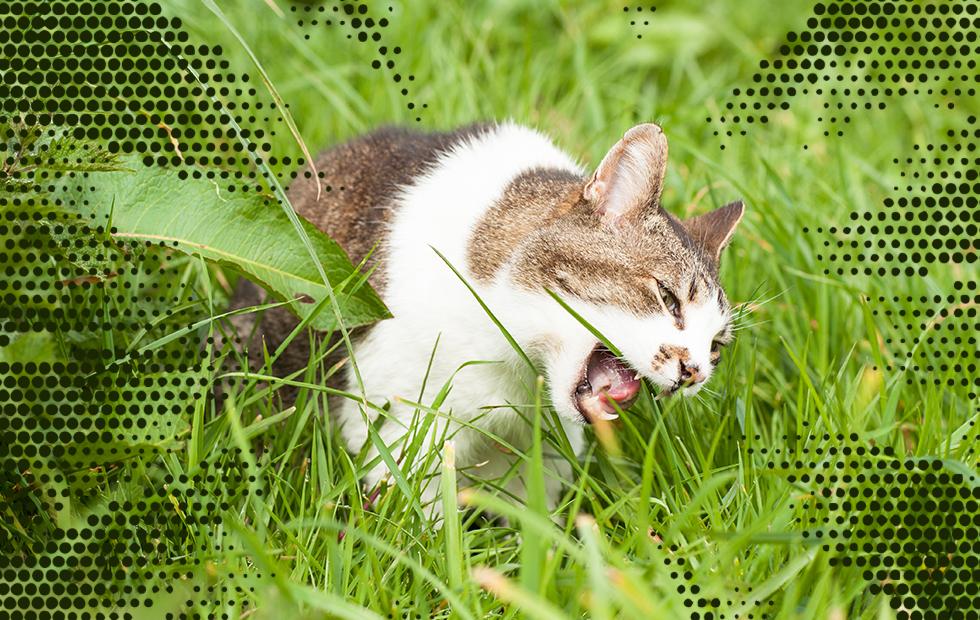 these new zealand towns may soon ban cats slashgear these new zealand towns may soon ban cats slashgear