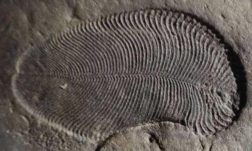the first fossil ever found