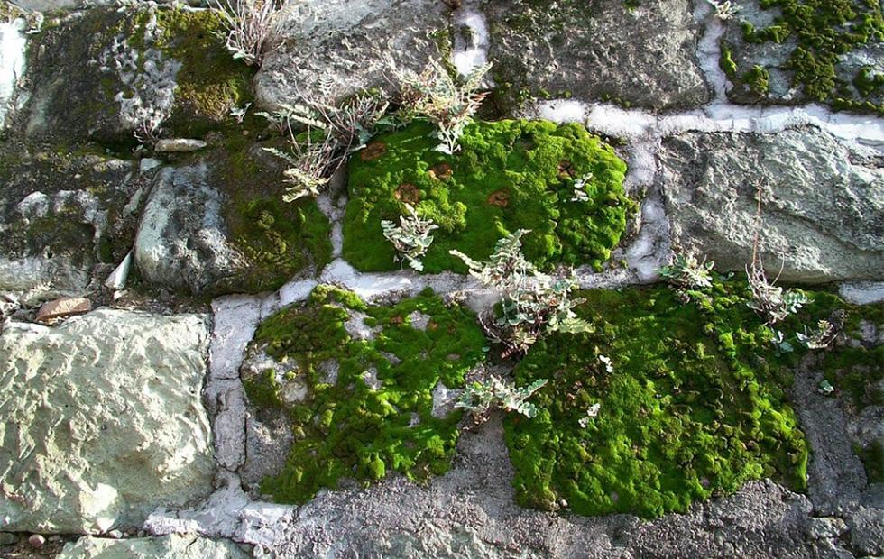 Liverwort plants found to contain THClike medicinal cannabinoid