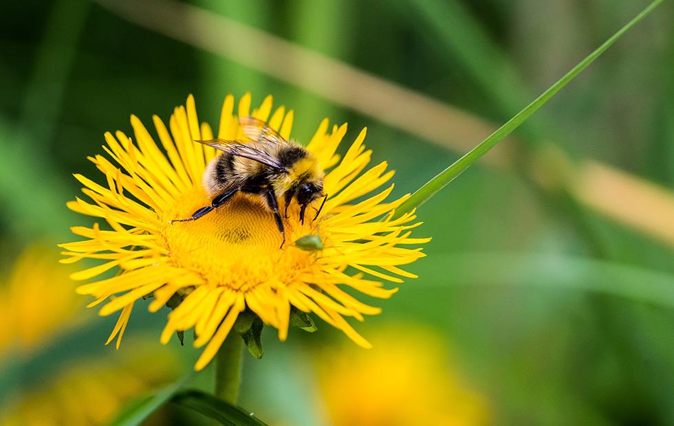 Popular insecticide throws bumblebee populations into chaos