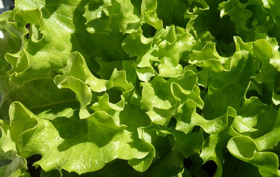 Romaine lettuce E. coli outbreak source identified as California