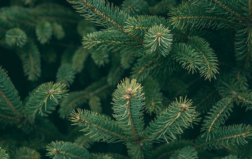 Christmas Tree Dry Needles at John Watts blog
