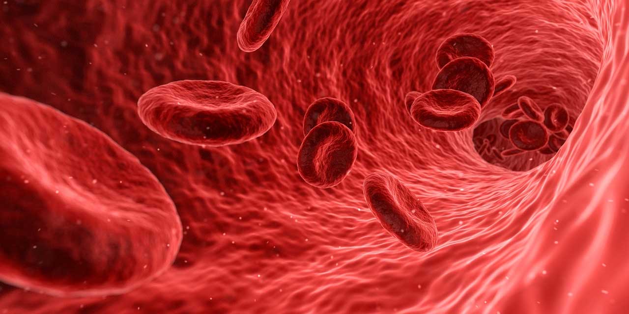 Lab-grown human blood vessels could advance research of vascular disease -  SlashGear