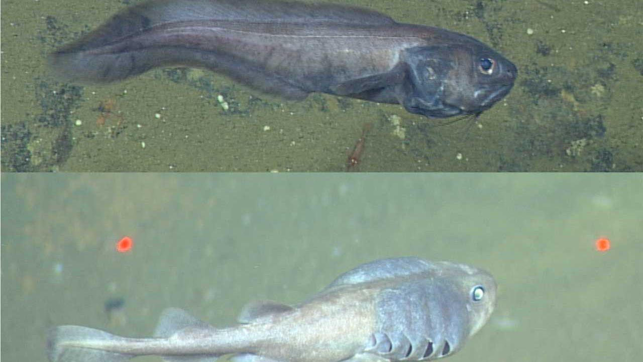 Two fish species can survive in areas of the Gulf of California with