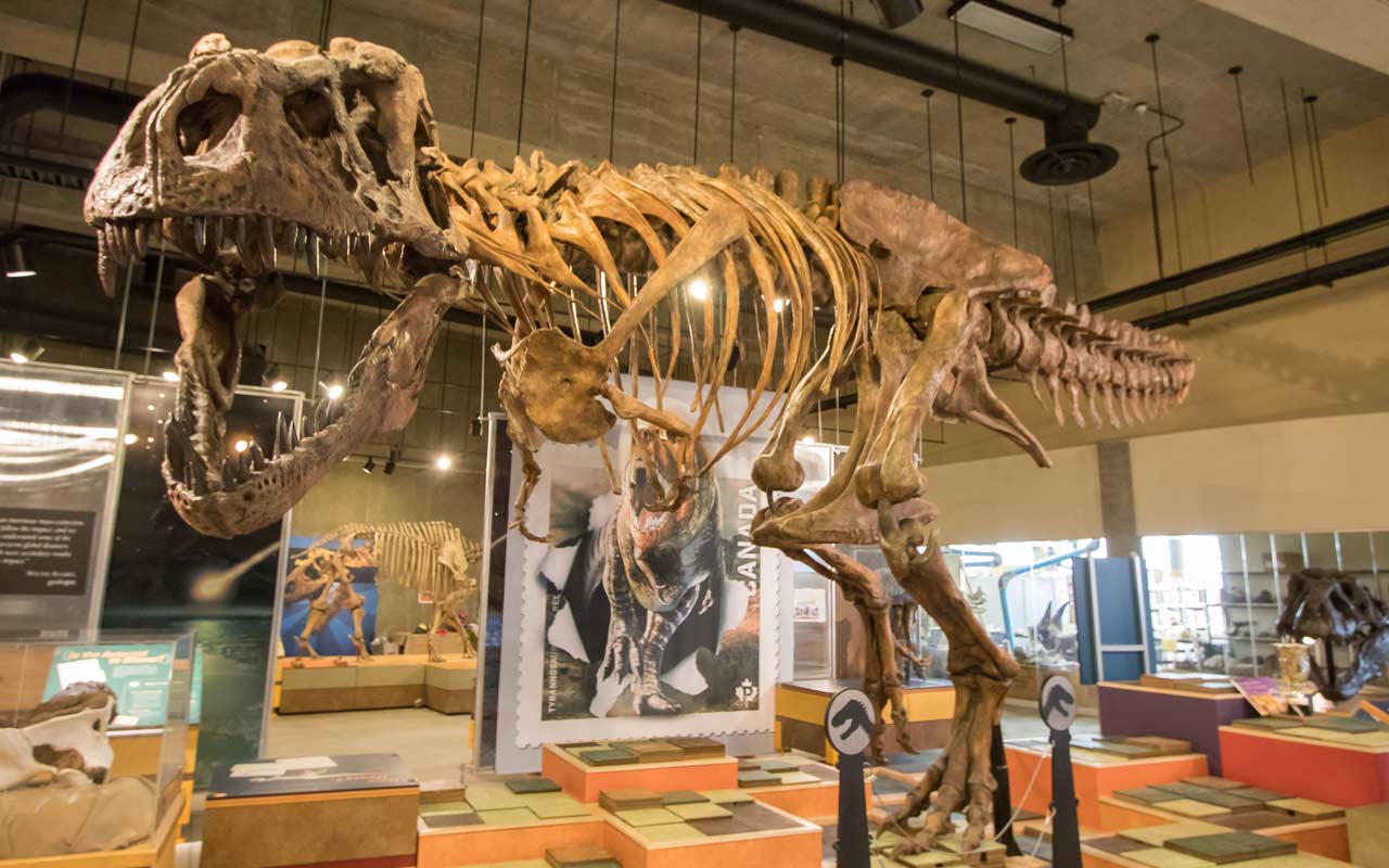 Yes, Scotty is the eldest and most "robust" Tyrannosaurus Rex yet found