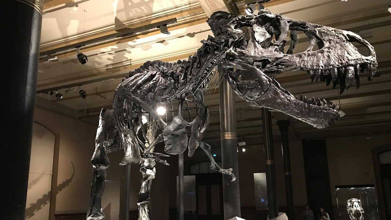 is the t rex the largest dinosaur