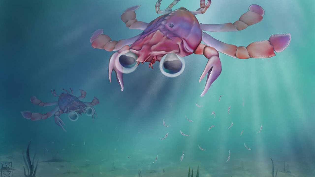 Yale paleontologist discovers new 95 million-year-old crab species