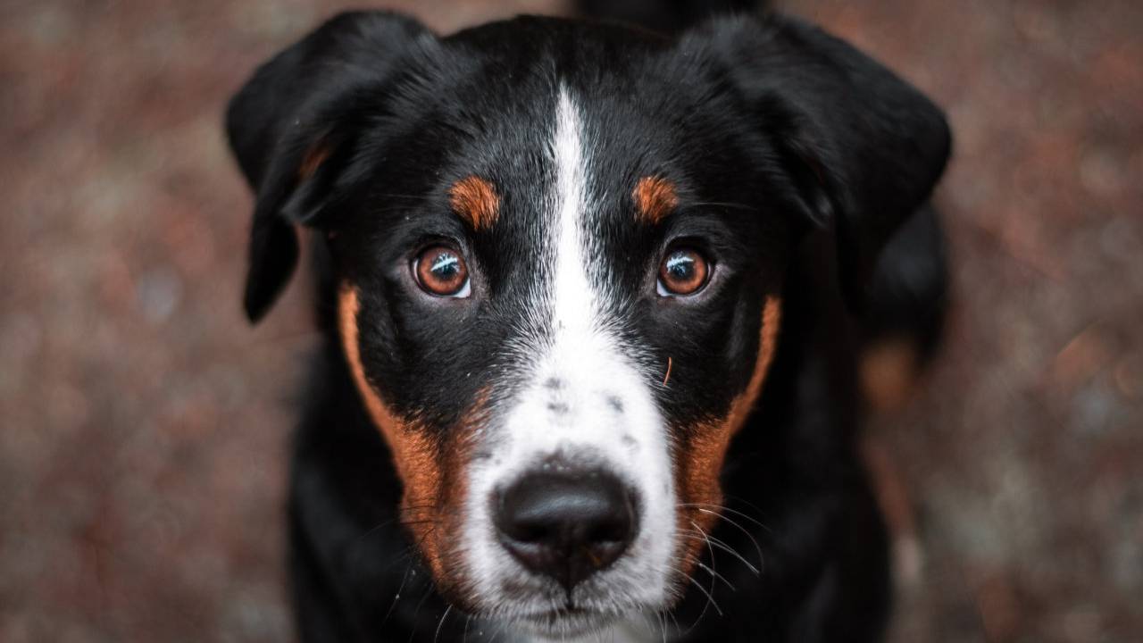 Dogs can smell cancer in blood with astounding accuracy