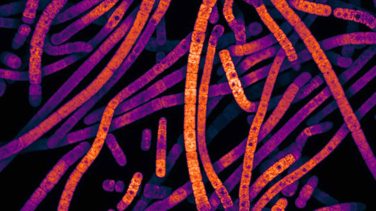 Scientists Discover New Error reducing Gene editing System SlashGear