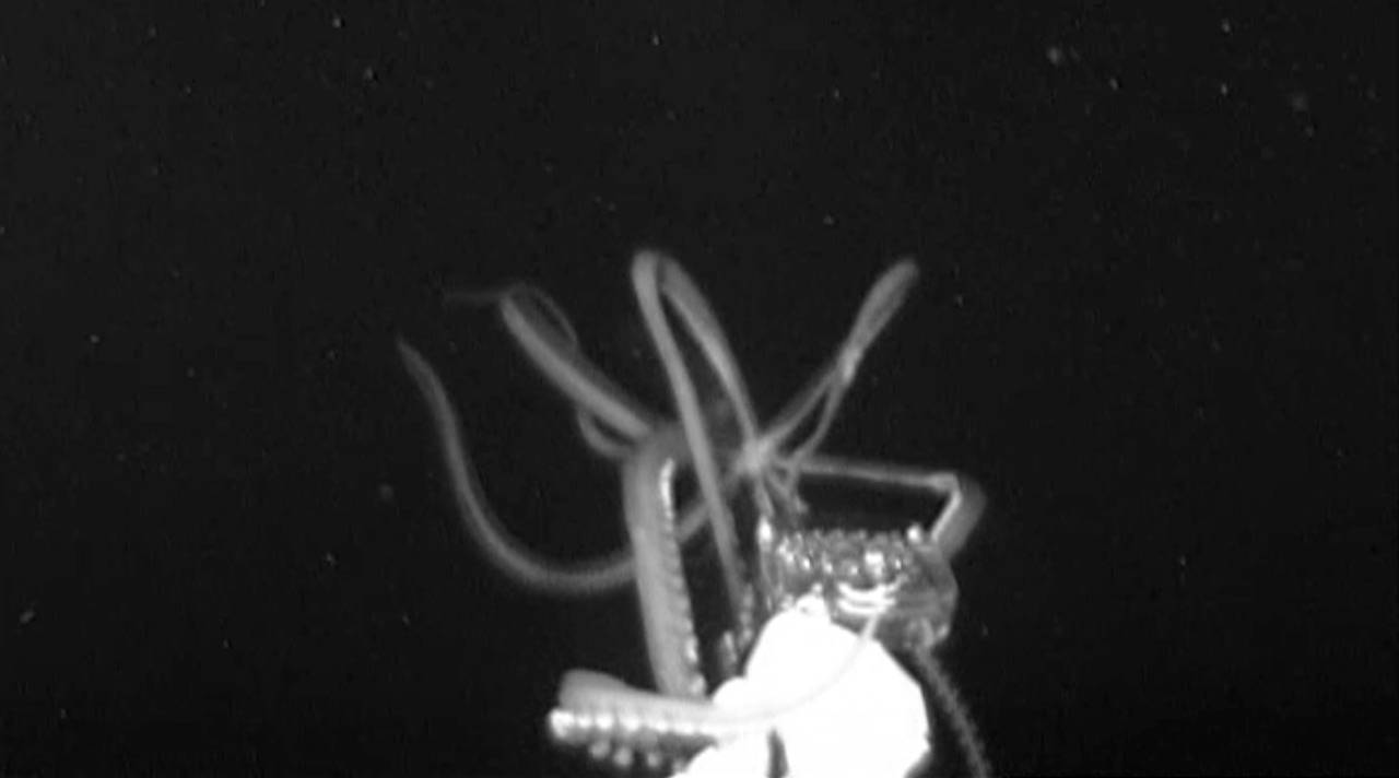 Giant squid again caught on camera after 7 year hunt