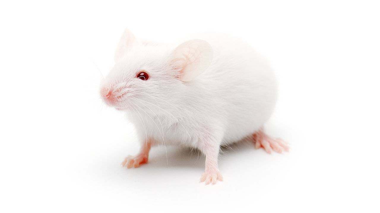 Researchers made old mice live longer using blood from young mice